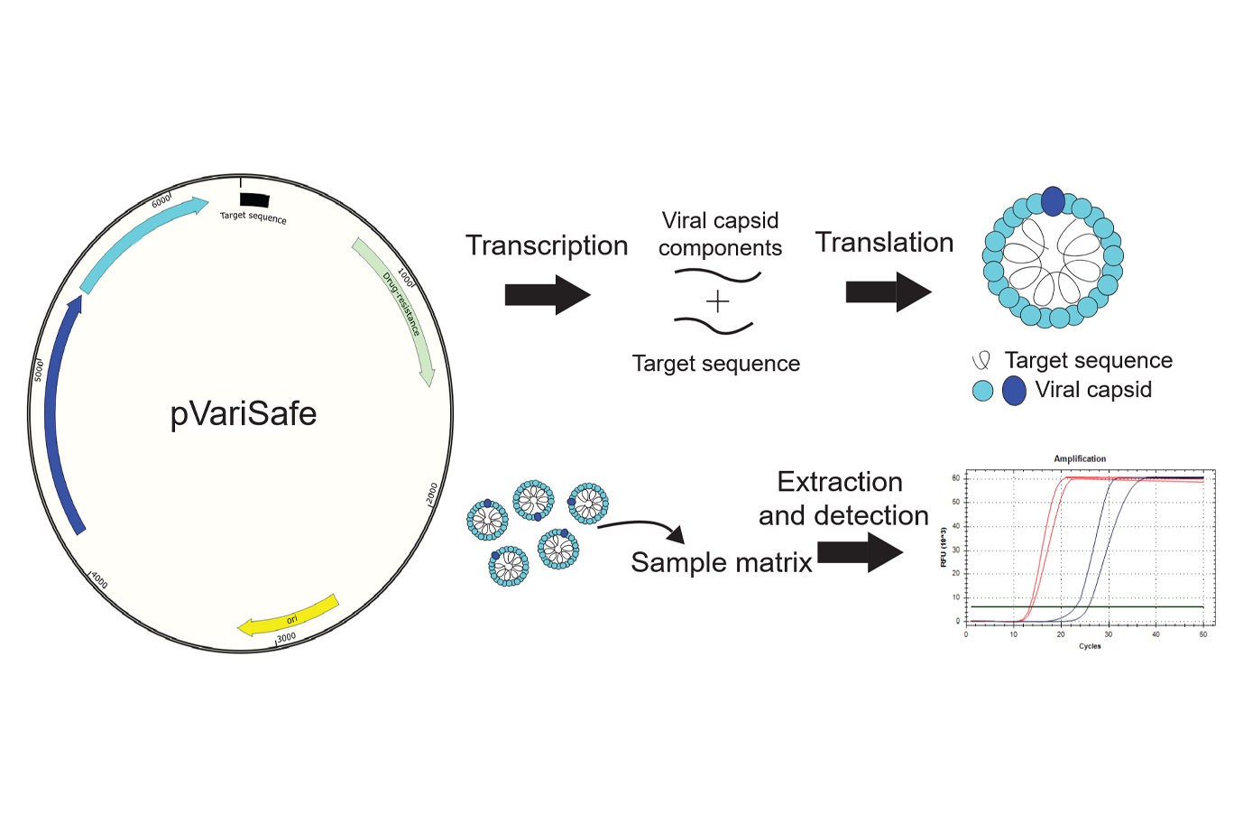 Development of a Novel Triplex Reverse Transcription Loop Mediated Amplification (RT-LAMP) Assay