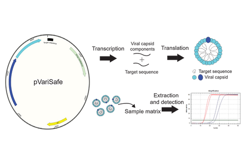 Development of a Novel Triplex Reverse Transcription Loop Mediated Amplification (RT-LAMP) Assay