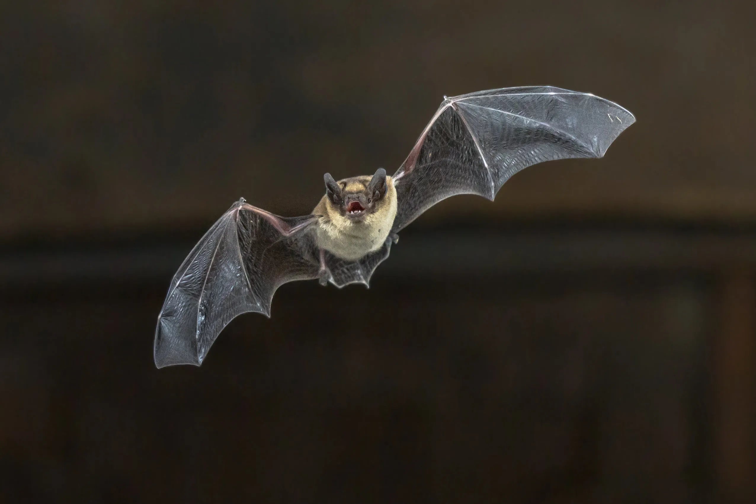 Rapid Field-Based Testing of SARS-CoV-2 in Wild and Farmed Animal Populations