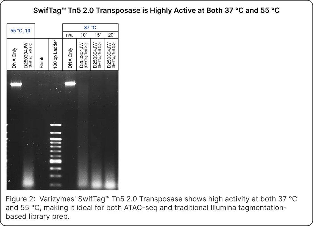 SwifTag™ Tn5 2.0 Transposase