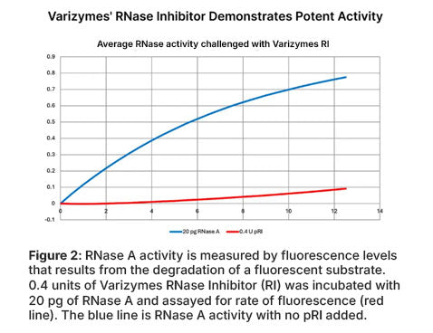 RNase Inhibitor