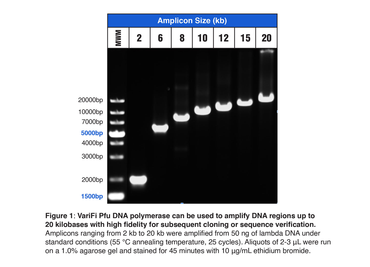 VariFi™ Pfu DNA Polymerase