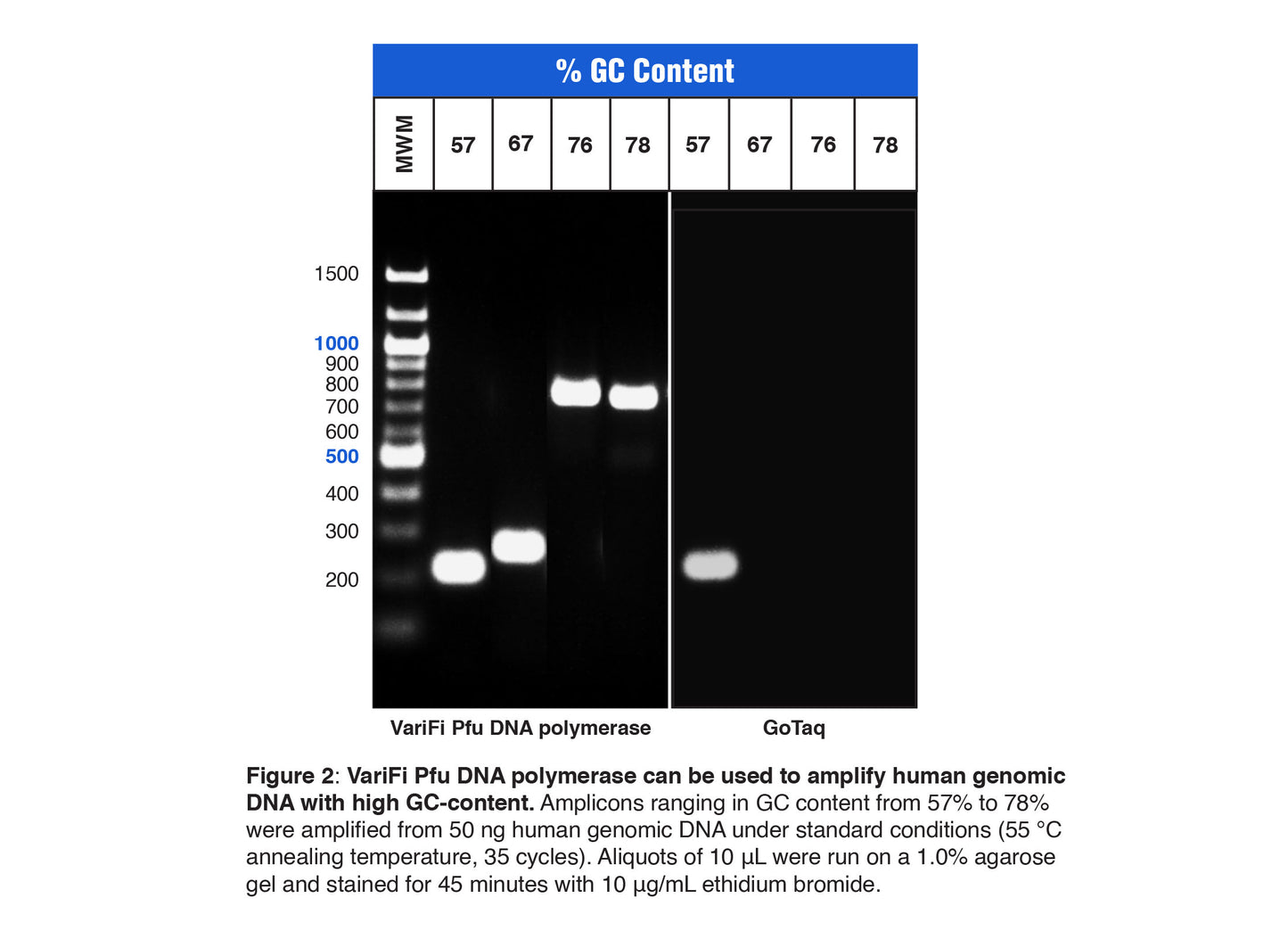 VariFi™ Pfu DNA Polymerase