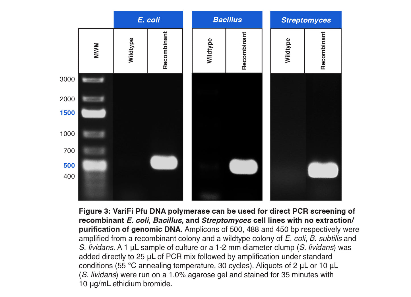 VariFi™ Pfu DNA Polymerase