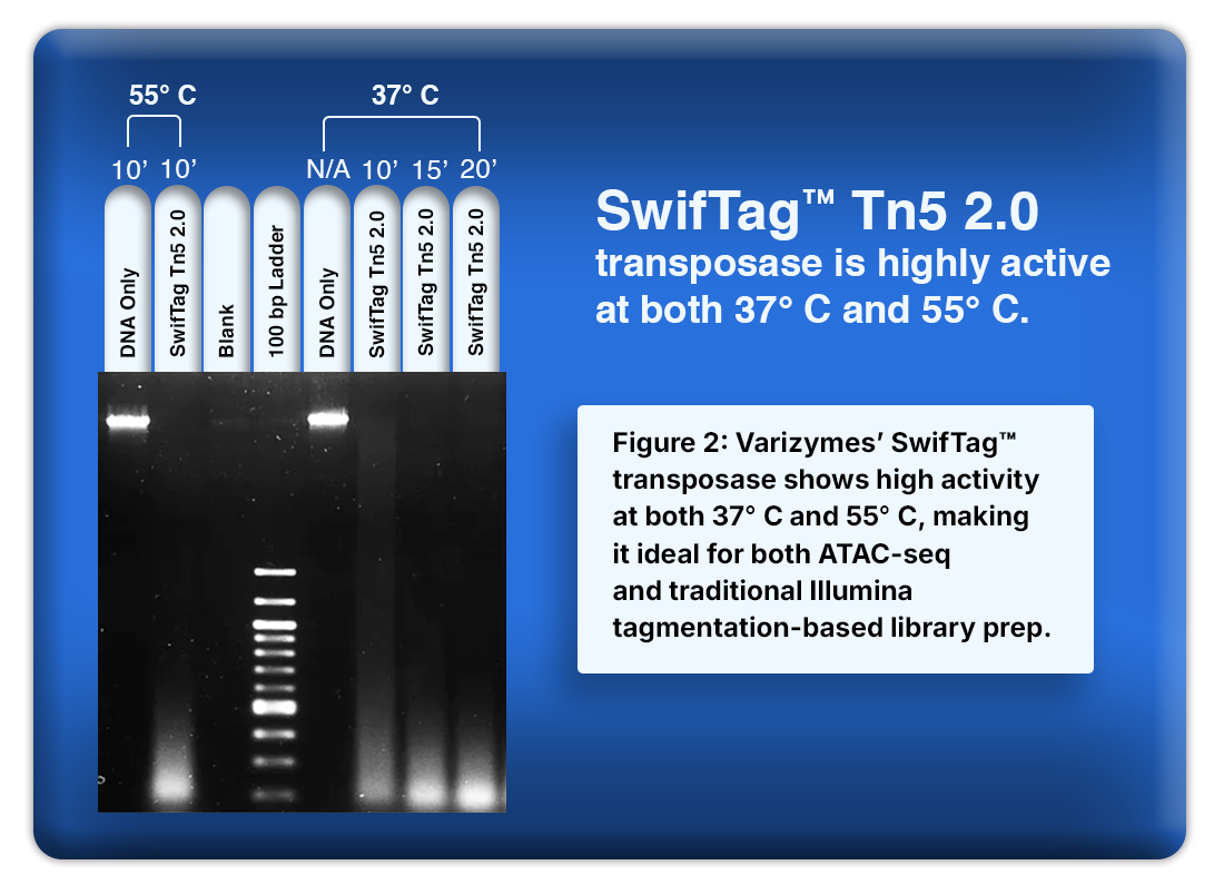 SwifTag™ Tn5 2.0 Transposase