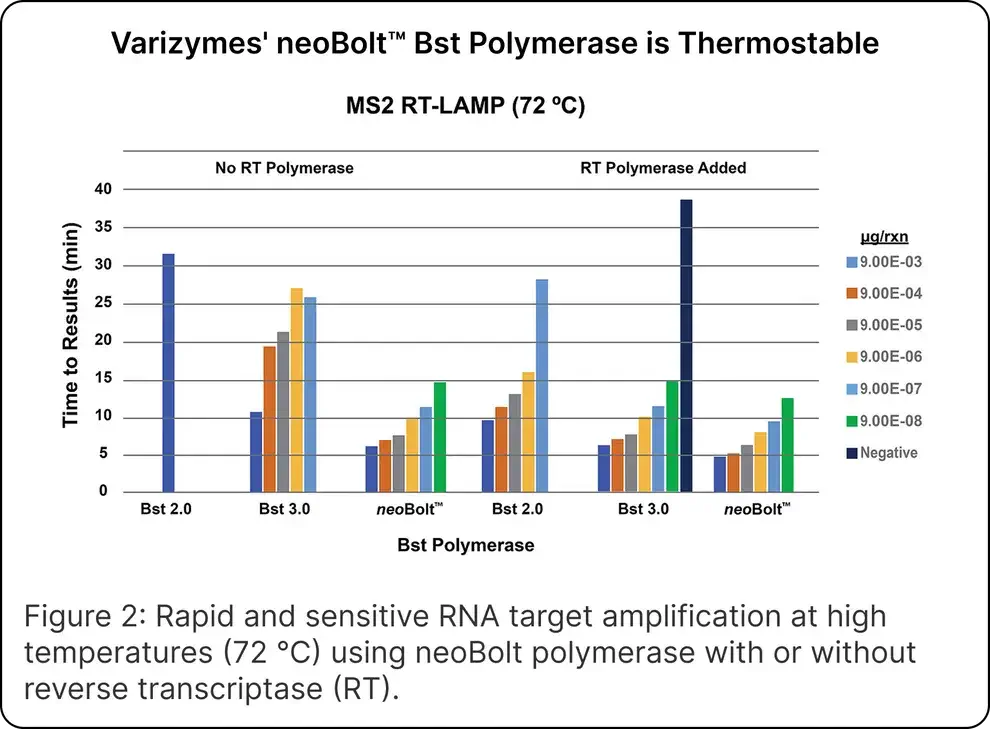 neoBolt™ Bst DNA Polymerase