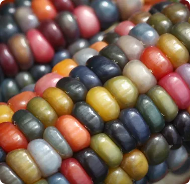 SwifTag™ Tn5 2.0 Transposase