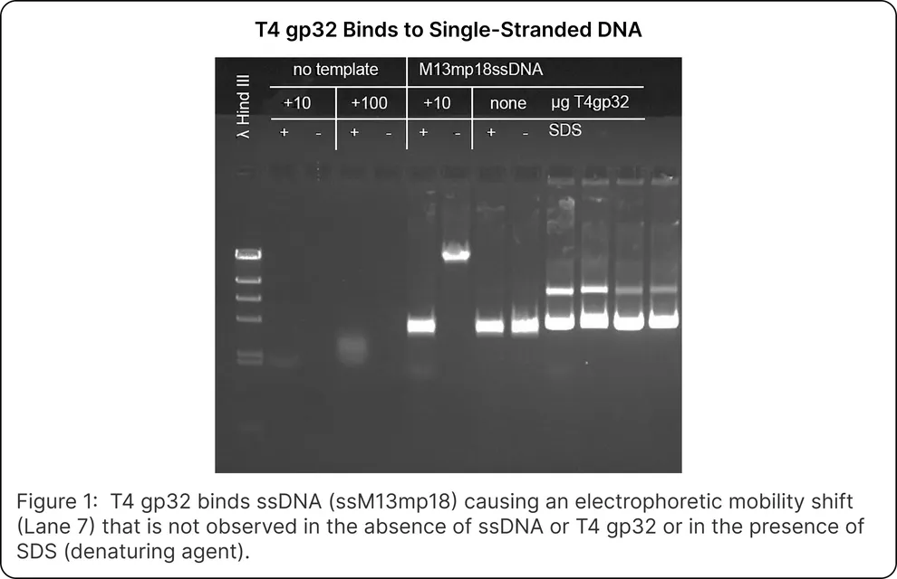 T4 Gene 32 Protein
