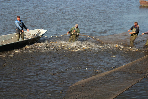 Pondside Detection of Catfish and Tilapia Pathogens