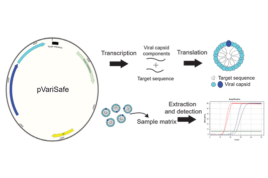 Development of a Novel Triplex Reverse Transcription Loop Mediated Amplification (RT-LAMP) Assay