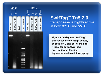 SwifTag™ Tn5 2.0 Transposase