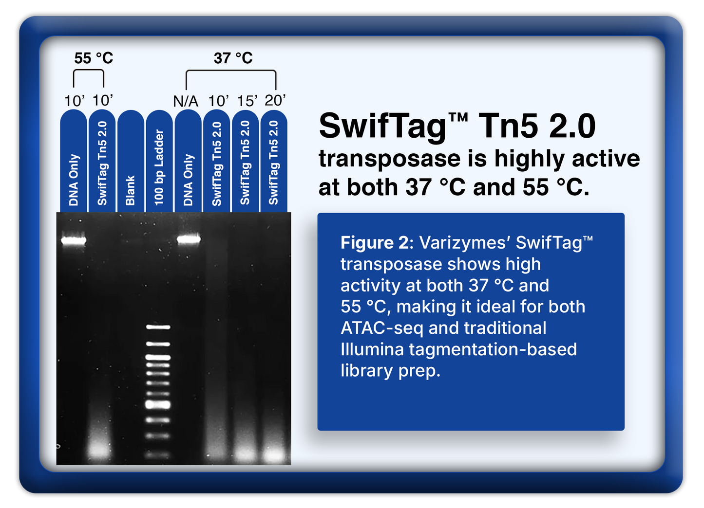 SwifTag™ Tn5 2.0 Transposase