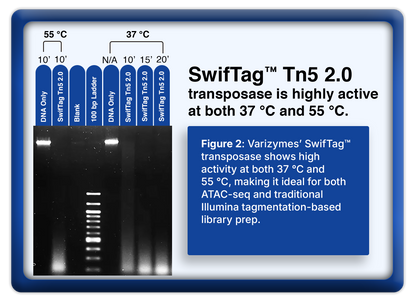 SwifTag™ Tn5 2.0 Transposase