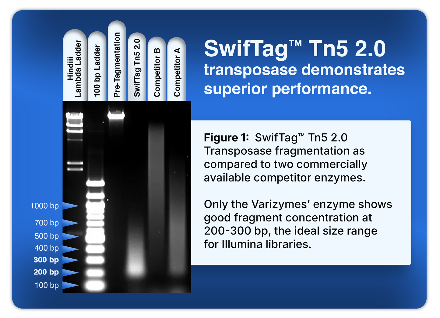 SwifTag™ Tn5 2.0 Transposase