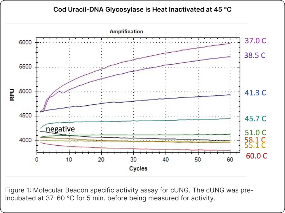 Cod Uracil-DNA Glycosylase
