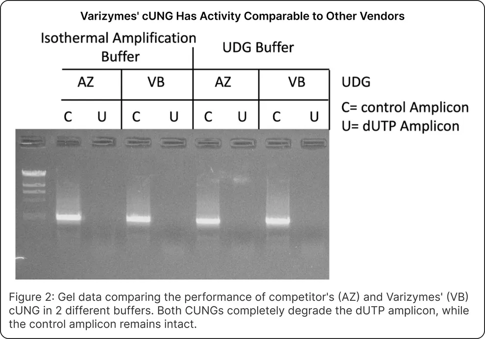 Cod Uracil-DNA Glycosylase