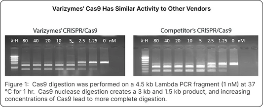 CRISPR/Cas9 Endonucleases