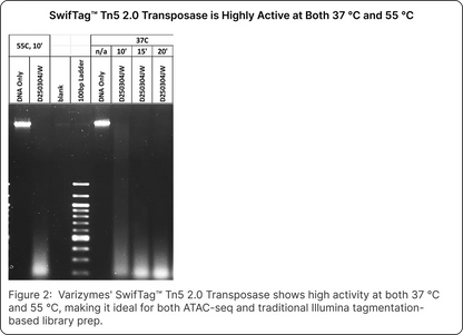 SwifTag™ Tn5 2.0 Transposase