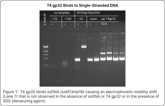 T4 Gene 32 Protein
