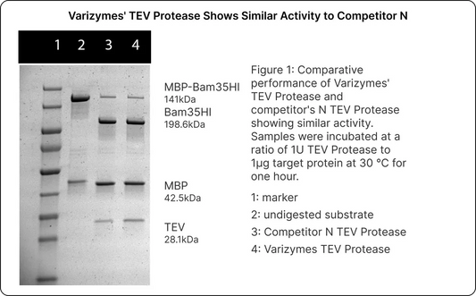 TEV Protease
